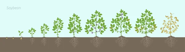 Groeistadia van soja plant met wortels in de bodem. De fasen van de sojabonen stellen de rijpingsperiode in. Glycine max levenscyclus, animatie progressie. — Stockvector