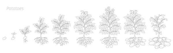 감자 식물의 작물 단계. 수확 감자 성장 애니메이션 진행. 윤곽선 윤곽선 벡터 그림. — 스톡 벡터