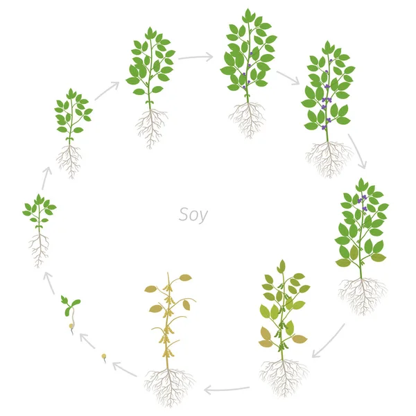 Estágios de crescimento redondos da planta de soja com raízes. Fases da soja período definido. Ciclo de vida, progressão da animação . — Vetor de Stock