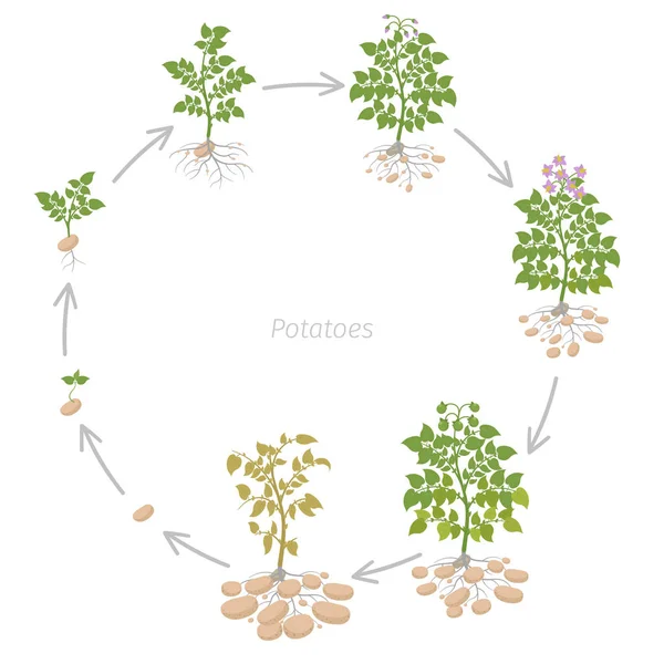 Runda grödor stadier av potatis anläggning. Växande Spud växter. Livscykeln. Skörd potatis tillväxt animation progression. Auktor. — Stock vektor