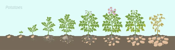 Estágios de cultivo de plantas de batatas. A cultivar plantas podadas. O ciclo de vida. Colheita progressão do crescimento da batata No solo . — Vetor de Stock