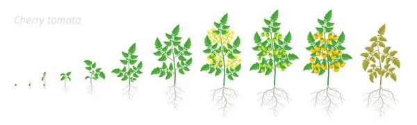 黄色のトマトチェリー植物の成長段階。熟成期間。小さなトマトのブッシュ収穫の温室ライフサイクル。アニメーションの進行. — ストックベクタ