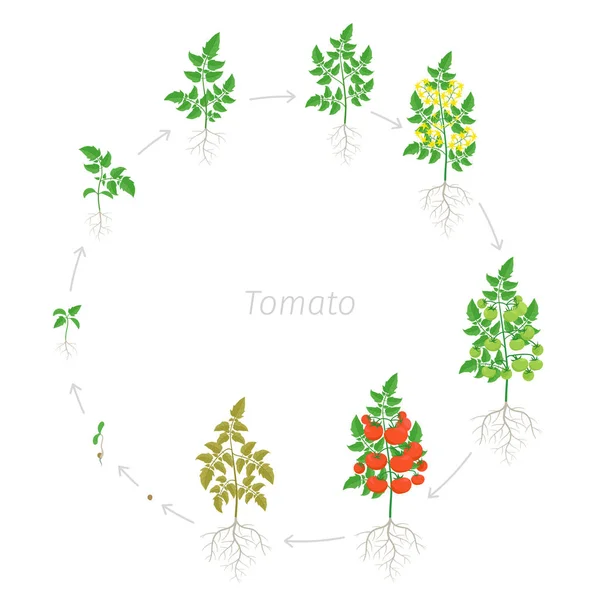 Okrągłe etapy wzrostu czerwonej pomidorowej rośliny wiśni. Okres dojrzewania. Szklarnie okrągły cykl życia małych zbiorów krzewów pomidorowych. Progresja animacji. — Wektor stockowy