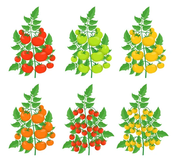 Különböző paradicsomfajták. Sárga piros cseresznye zöld paradicsom növény. Üvegházak bokor betakarítás. Síkvektor. — Stock Vector