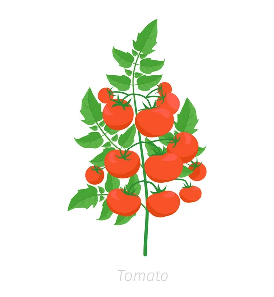 Rote Tomatenpflanze. Tomaten Buschernte. flacher Farbvektor. — Stockvektor