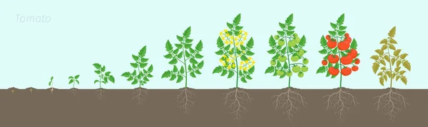 Groeistadia van tomatenplant. Rijpingsperiode. Tomaten struik oogst op de achtergrond van de bodem. Wortelsysteem. Animatie progressie. — Stockvector