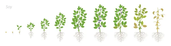 Estágios de crescimento da planta de soja com raízes. Fases de soja definidas. Glicina máx. Progressão da animação . — Vetor de Stock