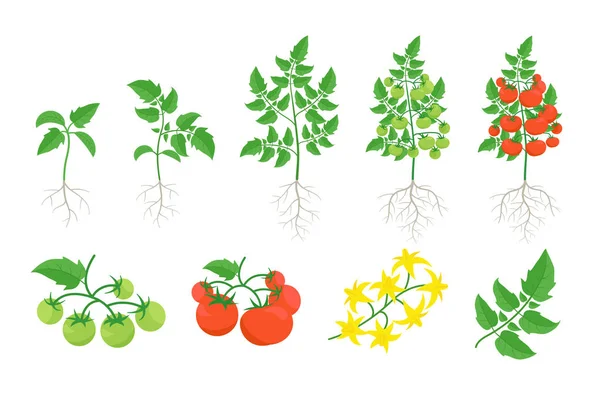 Czerwony pomidor zestaw roślin. Zbiory krzewów pomidorowych. Zielone i dojrzałe pomidory. Bloom. Pozostawia na gałęzi. Płaski wektor koloru. — Wektor stockowy