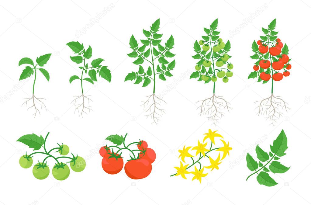 Red tomato plant set. Tomatoes bush harvest. Green and ripe tomatoes. Bloom. Leaves on a branch. Flat color vector.