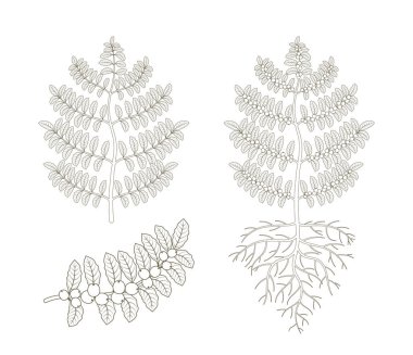 Kahve tesisi. Bush kahvesi. Tree Coffea Arabica fasulye tarlası. Fasulye olan bir şube. Anahat kontur vektör düz çizgi illüstrasyon.