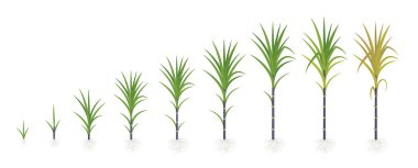 SugarCane kırpma aşamaları. Büyüyen şeker kamışı bitki. Koyu siyah sap. Vektör Illustration ilerlemesi.