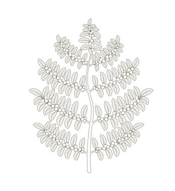 Kahve tesisi. Tree Coffea Arabica fasulye tarlası. Fasulye olan bir şube. Anahat kontur vektör düz çizgi illüstrasyon.