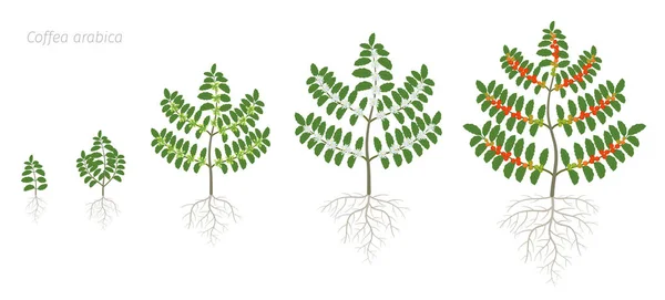 咖啡植物的生长阶段。布什咖啡树咖啡阿拉伯红豆种植园。豆子收获的树枝。五颜六色的平面矢量。绿叶。动画进展. — 图库矢量图片