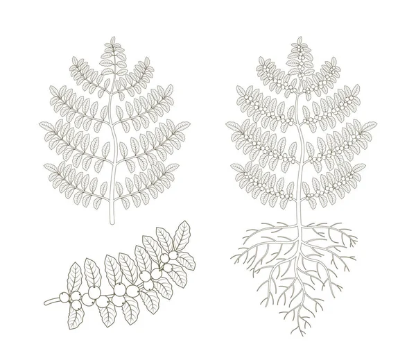 Kahve tesisi. Bush kahvesi. Tree Coffea Arabica fasulye tarlası. Fasulye olan bir şube. Anahat kontur vektör düz çizgi illüstrasyon.