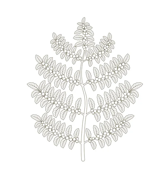 Kahve tesisi. Tree Coffea Arabica fasulye tarlası. Fasulye olan bir şube. Anahat kontur vektör düz çizgi illüstrasyon.