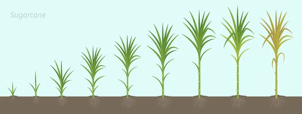 Estágios de cultivo de cana de açúcar. Cultivo de cana-de-açúcar usado para a produção de açúcar. Ilustração vetorial progressão da animação com raízes no solo . — Vetor de Stock