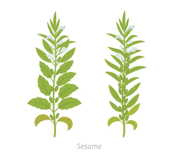 Sesampflanze. auch benne genannt. sesamum indicum. — Stockvektor