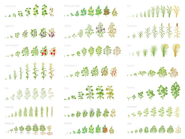 Tarımsal bitki, büyüme seti animasyon. Fasulye, domates patlıcan biber mısır tahıl ve diğerleri. İlerleme büyüyen bitkiler. Vektör düz.