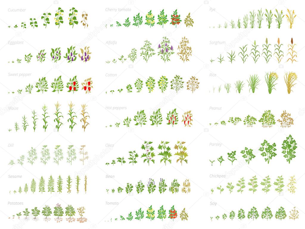 Agricultural plant, growth set animation. Bean, tomato eggplant pepper corn grain and many other. Progression growing plants. Vector flat.