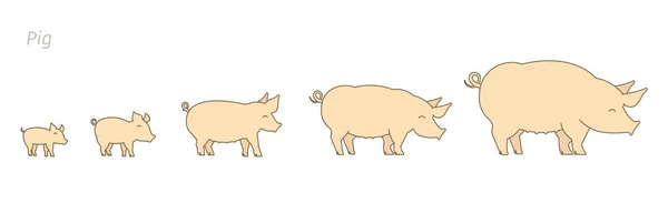 Gospodarstwo świni. Zestaw świń hodowlanych. Etapy wzrostu świń. Produkcja wieprzowiny. Hodowla bydła. Prosilet dorastają postęp animacji. Wektor płaski. — Wektor stockowy
