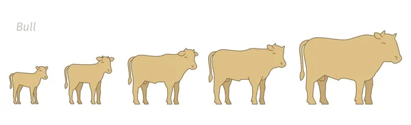 Bull animal farm. Stages of beefs growth set. Breeding beef production. Cattle raising. Calf grow up animation progression. Flat vector. — Stock Vector