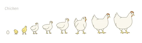 Φάρμα κοτόπουλου. Στάδια ανάπτυξης των πουλερικών. Πτηνά αναπαραγωγής. Η παραγωγή κότας. Κοτόπουλο που μεγαλώνει. Η γκόμενα μεγαλώνει την εξέλιξη του κινουμένων σχεδίων. Επίπεδο διάνυσμα. — Διανυσματικό Αρχείο