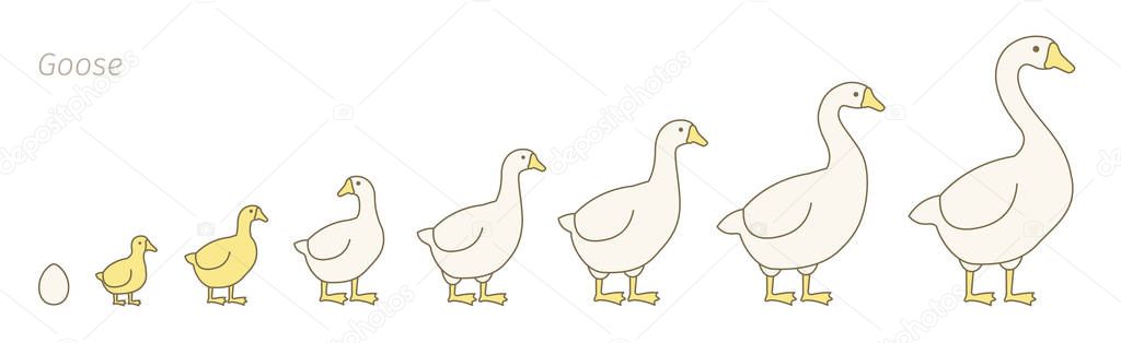 Goose farm. Stages of poultry growth set. Breeding fowl. Goose production. Gosling grow up animation progression. Flat vector.