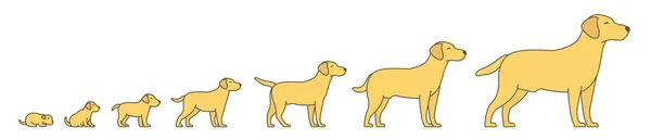 Stages of dog growth set. From puppy to adult dog development. Animal mammals pets. Labrador retriever grow up animation progression. Pet life cycle. Flat vector. — Stock Vector