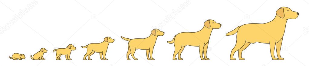 Stages of dog growth set. From puppy to adult dog development. Animal mammals pets. Labrador retriever grow up animation progression. Pet life cycle. Flat vector.