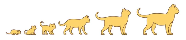 Stages of cat growth set. From kitten to adult cat. Animal pets. Pussy grow up animation progression. Pet life cycle. Vector illustration. — Stockový vektor