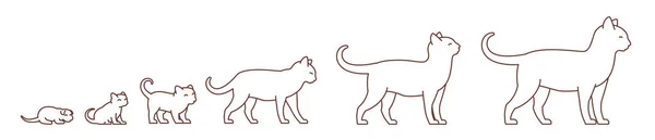 Phasen des Katzenwachstums gesetzt. vom Kätzchen bis zur erwachsenen Katze. Haustiere. Pussy wachsen Animation Progression. Haustier Lebenszyklus. Umriss Konturlinie Vektor Illustration. — Stockvektor