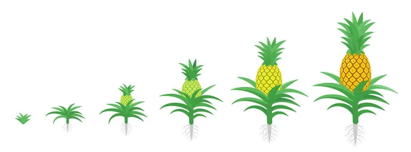 The Growth Cycle of pineapple. Tropical plant with an edible fruit. Ananas phases set. Ananas comosus ripening period. The life stages. Isolated vector illustration. — Stock Vector