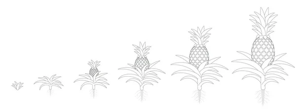 Le cycle de croissance de l'ananas. Plante tropicale aux fruits comestibles. Phases d'ananas définies. Ananas comosus période de maturation. Les étapes de la vie. contour contour contour ligne plat vecteur illustration . — Image vectorielle
