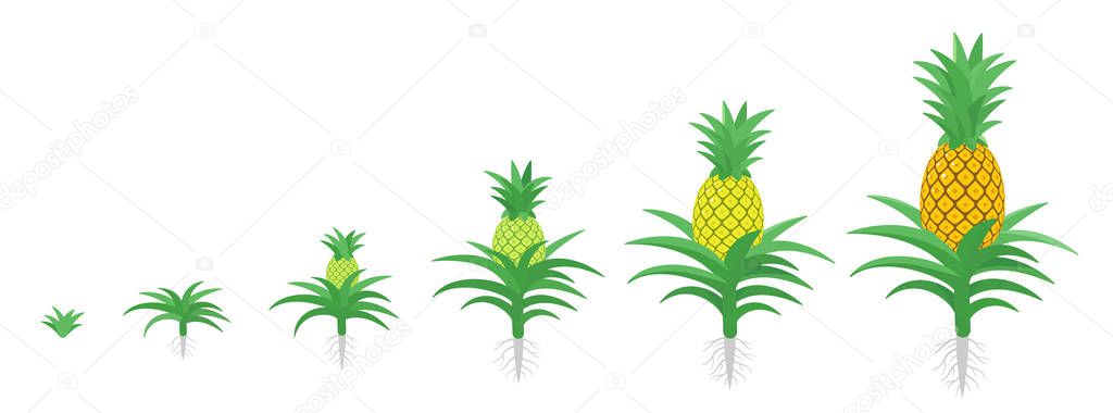 The Growth Cycle of pineapple. Tropical plant with an edible fruit. Ananas phases set. Ananas comosus ripening period. The life stages. Isolated vector illustration.