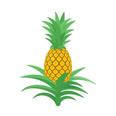 Ananas. Yenilebilir bir meyve ile tropikal bitki. Ananas komosus. İzole vektör illüstrasyon.