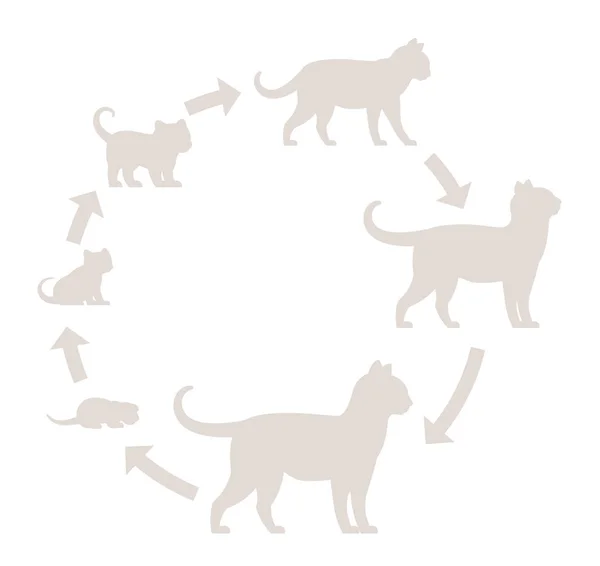 Runde Stadien des Katzenwachstums Silhouette gesetzt. vom Kätzchen bis zur erwachsenen Katze. Haustiere. Pussy wachsen Animation Progression. Kreis Haustier Lebenszyklus. Vektorillustration. — Stockvektor