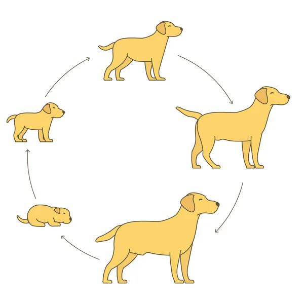 Runde Phasen des Hundewachstums gesetzt. Vom Welpen bis zum erwachsenen Hund. Haustiere von Säugetieren. Labrador Retriever wachsen im Kreis auf. Lebenszyklus von Haustieren. — Stockvektor