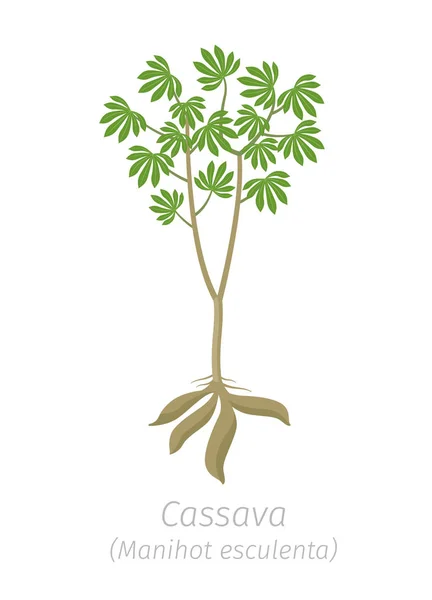 Cassave plant. Manihot esculenta. Manioc, yuca macaxeira mandioca en aipim. Geoogste cassave knollen. — Stockvector