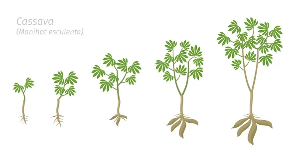 Cassave plantgroei stadia set. Manihot esculenta rijpingsperiode progressie. Manioc, yuca macaxeira mandioca en aipim Life Cycle animatie fasen. Geoogste cassave knollen. — Stockvector