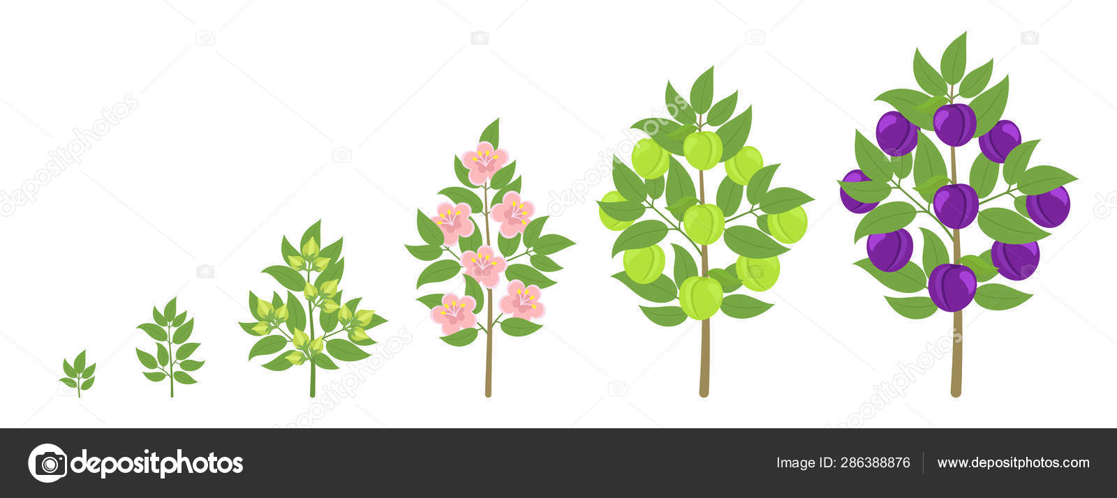 Blue Plum Tree Growth Stages Ripening Period Progression Damsons Fruit Tree Life Cycle Animation Plant Seedling Prunus Increase Phases Vector Image By C Ilyakalinin Vector Stock 286388876