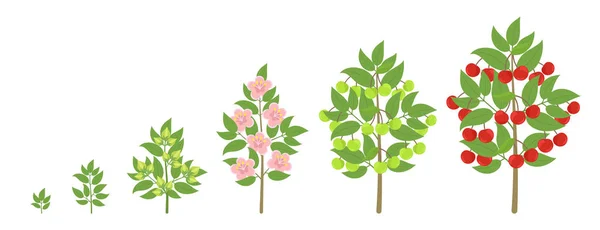 Wachstumsphasen von Kirschbäumen. Fortschreiten der Reifezeit. Kirschen Obstbaum Lebenszyklus Animation Pflanzensämling. Süßkirsche. Beschneidungsphasen. — Stockvektor