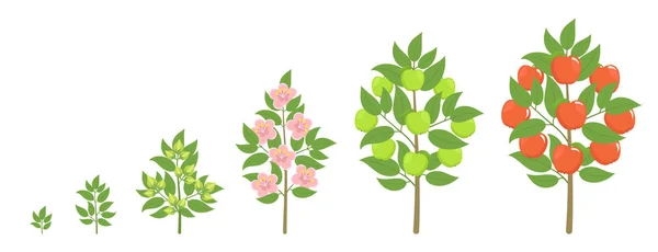 Apfelbaumwachstum Stadien. Fortschreiten der Reifezeit. Lebenszyklus von Obstbäumen Animation Pflanzensämling. Apfelsteigerungsphasen. — Stockvektor