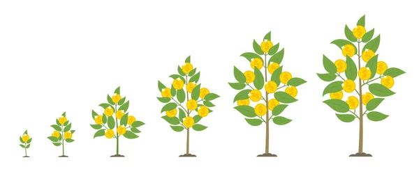 L'argent pour la croissance. Arbre à argent. Dépôt bancaire phases définies. Récolte de pièces. Cash grandir animation progression . — Image vectorielle