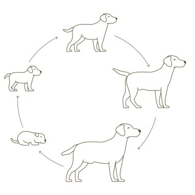 Köpek büyüme set yuvarlak aşamaları. Yavru köpek gelişimi için köpek yavrusu. Hayvanlı memeliler. Labrador Retriever daire Animasyon ilerlemesi büyür. Pet yaşam döngüsü. Anahat kontur çizgi vektör ıllustrat