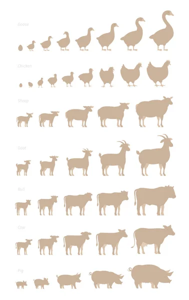 Groeien van dierlijke set. Landbouw stadia van de groei set. Veeteelt productie. Animatie progressie. Koe en stier, eend en kip. Schapen en varkens. Platte vector silhouet. — Stockvector