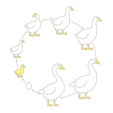 Kümes hayvanları büyüme set yuvarlak aşamaları. Kümes hayvanları yetiştiriciliği. Kaz üretimi. Kaz çiftliği. Gosling daire Animasyon ilerlemesi büyür. Düz vektör.