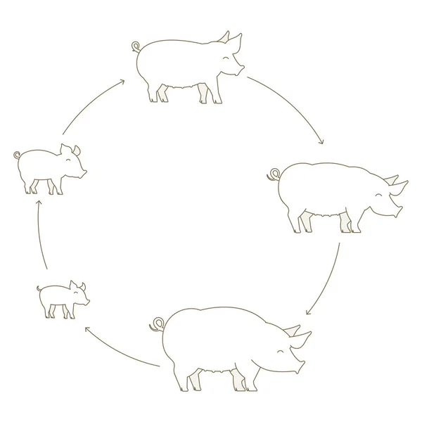 Fasi rotonde della crescita dei suini. Produzione di maiale. Fattoria di maiali. Porcellino crescere animazione cerchio progressione. Illustrazione piatta dell'icona vettoriale del contorno della linea di contorno . — Vettoriale Stock