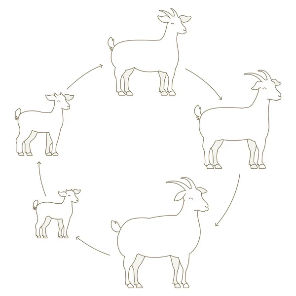 Ronde stadia van geiten groei set. Animal Farm. Fokken van wol productie verhogen. Lam opgroeien animatie cirkel progressie. Omtrek contourlijn vector illustratie. — Stockvector