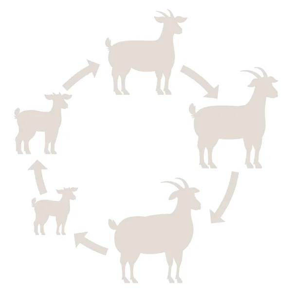 Ronde stadia van geiten groei set. Animal Farm. Fokken van wol productie verhogen. Lam opgroeien animatie cirkel progressie. Silhouet omtrek contourlijn vector illustratie. — Stockvector