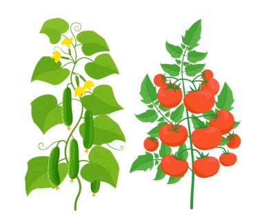 Domates ve salatalık fabrikası. Sebze hasat. Vektör Illustration. Bir Bush ve yeşil salatalık üzerinde olgun kırmızı domates.